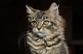 k-DSC_0455 (3)